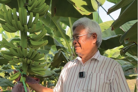 Con đường trở thành 'Vua chuối' bằng tri thức khoa học