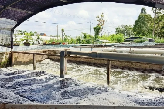 Cá tra chịu nước mặn mở không gian phát triển mới cho Cần Thơ