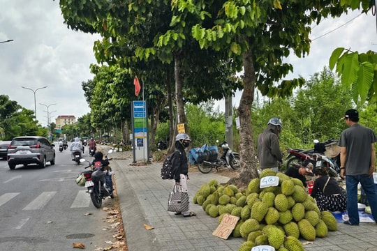 Sầu riêng ĐBSCL rớt giá nặng nề, giải pháp nào tháo gỡ?