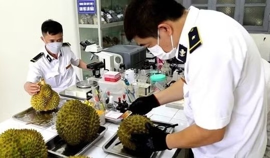 Sầu riêng xuất khẩu giảm giá: Rất cần giải pháp tháo gỡ điểm nghẽn