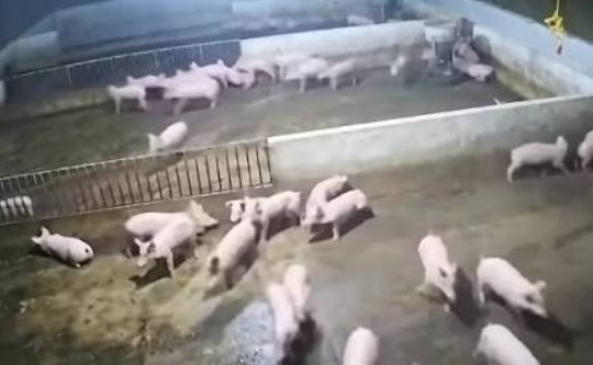Video cảnh đàn lợn chạy tán loạn trong trận động đất ở Sơn La