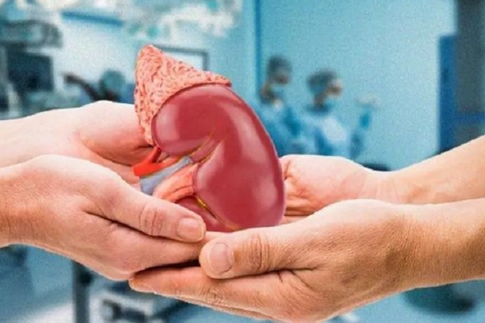 Lần đầu hé lộ dữ liệu gây bất ngờ: Ghép thận từ người hiến cao tuổi vẫn đạt tỷ lệ sống cao
