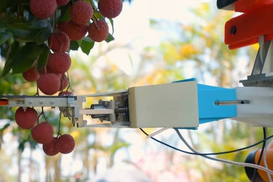 Robot Trung Quốc thu hoạch vải: Hái một chùm chỉ mất chưa đến 10 giây