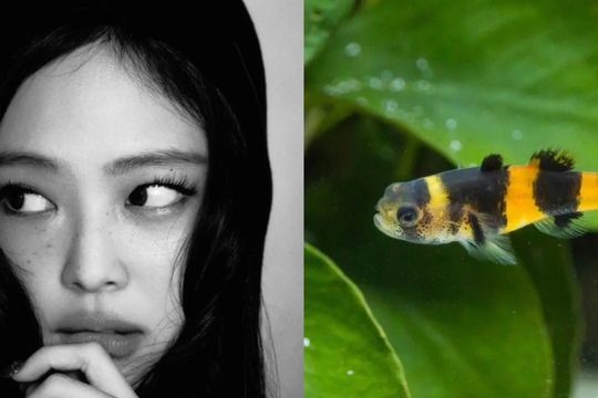 Jennie của BLACKPINK được đặt tên cho một loài cá mới phát hiện