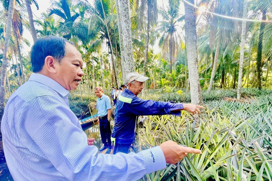 Khoa học công nghệ nâng giá trị mô hình ‘khóm - cau - dừa’ vùng ĐBSCL