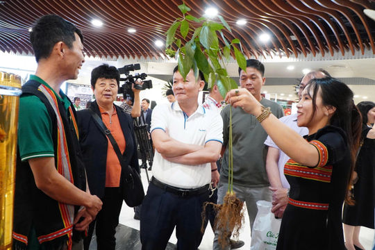 Sâm Ngọc Linh và hành trình thành trung tâm công nghiệp dược liệu của Đà Nẵng