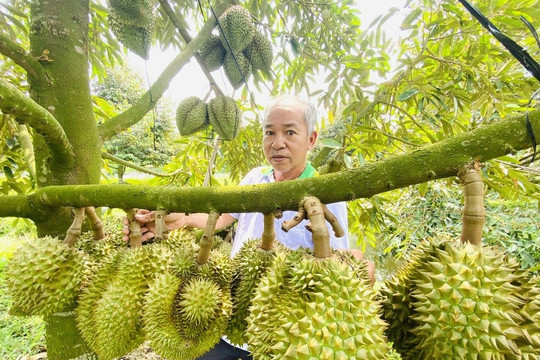Đơn giản hóa thủ tục cấp mã số vùng trồng, bước tiến của nông nghiệp thông minh