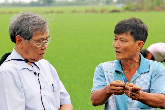 Nhà khoa học 90 tuổi với hơn 60 năm tìm lời giải cho cây lúa Việt