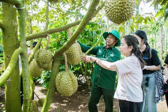 Người trồng sầu riêng ở Đắk Lắk: 'Có mã số vùng trồng, chúng tôi mong giá sầu riêng sẽ cao hơn'