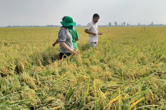 Giảm giống, bớt phân, ít thuốc: Nông dân miền Tây được gì từ đề án 1 triệu ha?