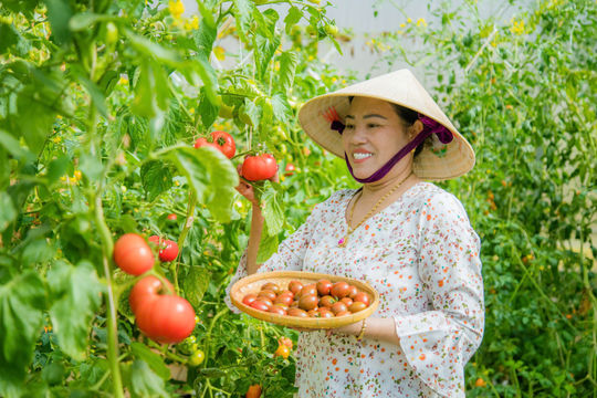 Một nông trại ở Lâm Đồng làm cách gì để bán nửa tấn rau thơm sang Singapore mỗi tháng?