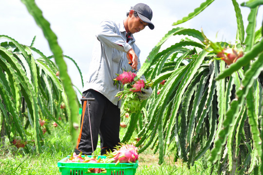Mã số vùng trồng chuyển sang đăng ký điện tử, nông dân cần biết gì?
