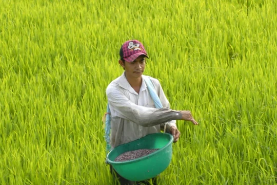 Một thay đổi trong cách bón phân đang giúp lúa ĐBSCL tiến tới sản xuất thông minh