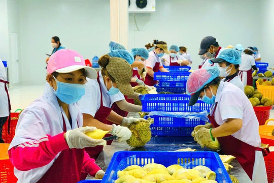 Công nghệ sau thu hoạch giúp nông sản Việt gia tăng giá trị trên thương trường