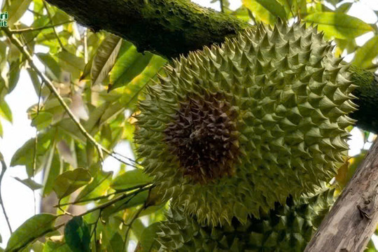 Bệnh thối trái sầu riêng, nông dân và nhà khoa học đã làm gì?
