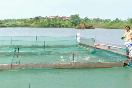 Nuôi cá thâm canh trong bể: Bí quyết giúp nông dân Hà Nội tăng năng suất gấp 4 lần