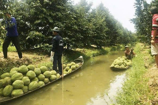 Quản lí dịch hại trên trái cây xuất khẩu, việc khó nhưng phải làm