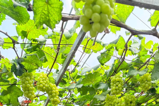 Vườn nho công nghệ cao 'cực lạ' giữa vùng đất cam Cao Phong thu hút hàng nghìn khách mỗi năm