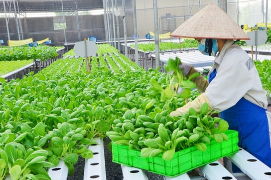 Hà Nội hướng tới nền nông nghiệp thông minh đa giá trị (Bài 5)