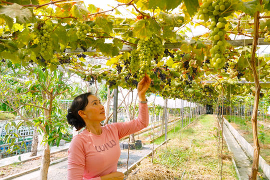 Nữ nông dân Cà Mau cải tạo đất phèn mặn thành công, trồng nho công nghệ cao thu tiền tỉ