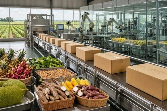 Từ tinh bột mì đến chăn nuôi: Bài toán nâng chuẩn hàng xuất khẩu