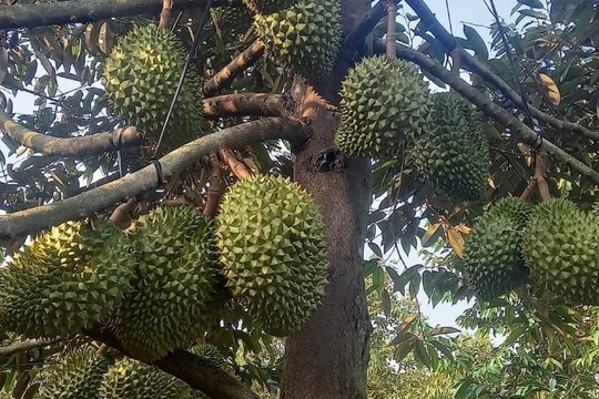 Khác biệt cadimi giữa sầu riêng miền Tây Nam bộ và Đắk Lắk, từ đâu?