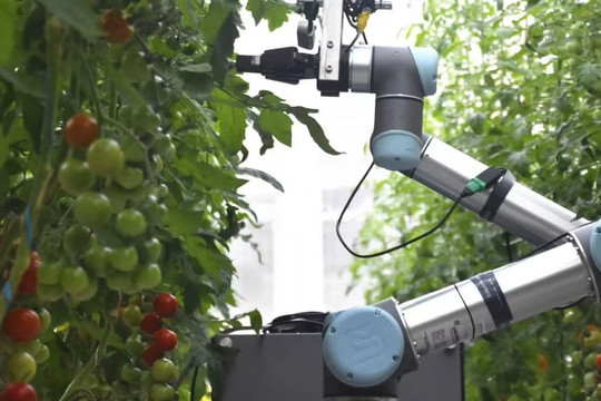 Robot hình người tự thụ phấn cho cây, mở hướng mới cho AI trong nông nghiệp