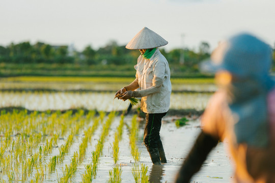 AI thúc đẩy phân bón sinh học, nhưng chưa thể thay thế bài toán thương mại hóa