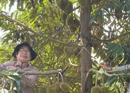 TS. Bùi Thanh Liêm: Người 'giữ lửa' khoa học giữa vườn cây miền Tây