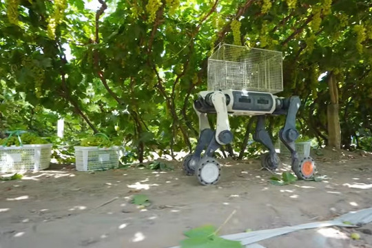 Robot chó giúp nông dân Trung Quốc thu hoạch nho dưới cái nóng 50 độ C