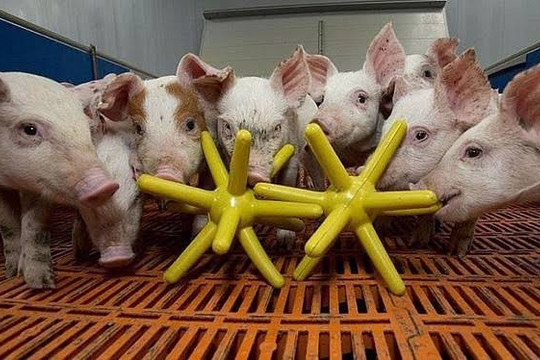 Lợn, bò, gà,... cũng cần được 'vui vẻ': Việt Nam đang loay hoay tìm chính sách phúc lợi động vật