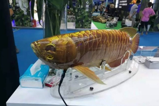 'Vua cá cảnh' Kim Long Quá Bối phiên bản robot, bơi lượn giống thật đến mức khó phân biệt
