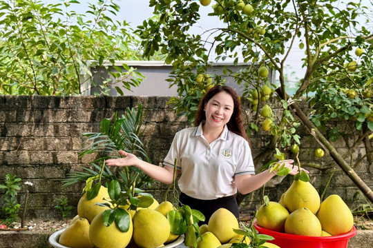 Nhà khoa học nói gì về giống Bưởi Chum Phú Nghĩa mới xuất hiện?