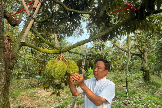 Ông nông dân 71 tuổi ở Đồng Tháp đi học công nghệ, rủ bà con làm sầu riêng xuất khẩu