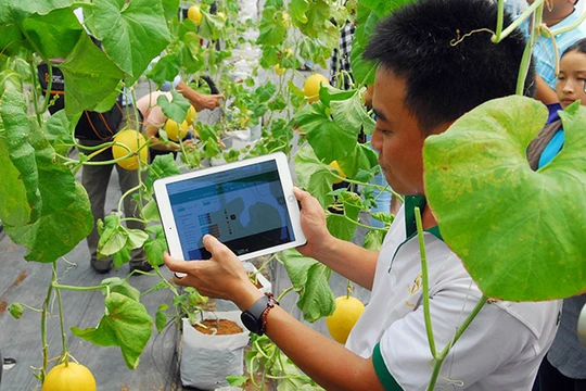 Chuyển đổi số hợp tác xã: Thiếu dữ liệu chuẩn, nông sản Việt khó vào chuỗi cung ứng toàn cầu