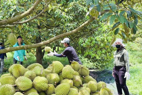 Nốt nhạc trầm với doanh nghiệp miền Tây