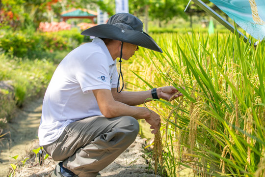 Đặt ‘camera’ vào từng tế bào lúa, Trung Quốc mở kho dữ liệu cho cả thế giới cùng xem