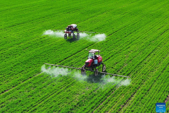 AI chọn tạo giống: Từ 8 năm xuống còn 3 năm, 2 giống rau diếp mới ưu việt ra đời ở Bắc Kinh