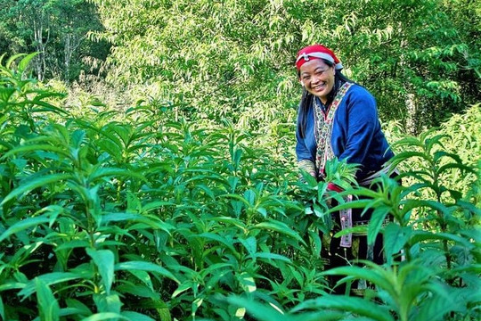 Dược liệu Tây Nguyên: Trồng nhiều chưa chắc lãi, đầu ra mới là lời giải