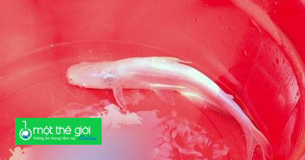 Cách chế biến ngon miệng từ cá tra bạch tạng có nguy hiểm không