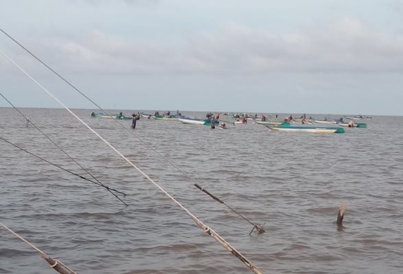 Nạn khai thác nghêu giống trái phép ở Cà Mau đã "hạ nhiệt" sau khi chính quyền can thiệp