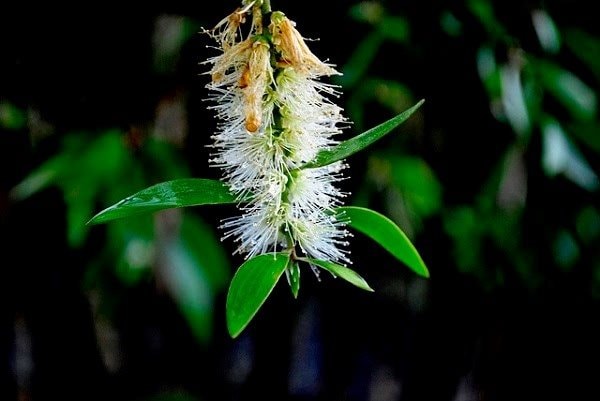 Vẻ đẹp hút hồn của thiên đường xanh 'vùng nghệ thuật thứ 7'