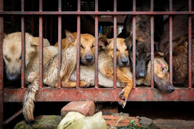 Nói không với thịt chó: Đừng thấy khó mà không làm!