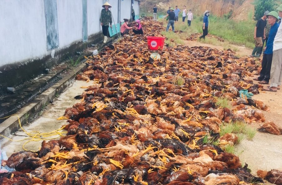 Người dân chung tay 'giải cứu' gần 8.000 con gà bị chết ngạt
