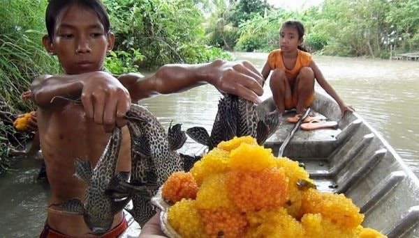 Bé gái tử vong nghi do ăn trứng cá lau kiếng nhặt được trong ao