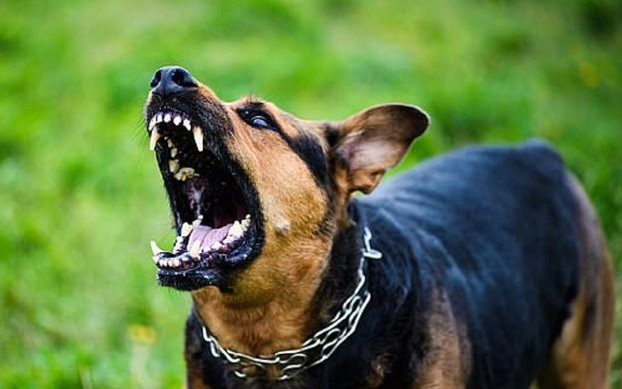 Bé trai 3 tuổi bị chó cắn gãy xương hàm, tổn thương nặng vùng mặt