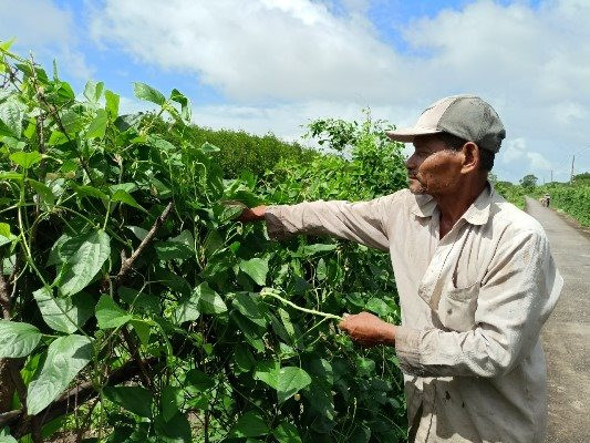 Trồng rau hữu cơ, vợ chồng nghèo ở Cà Mau 'đổi đời'