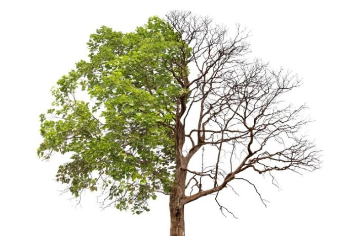 Nỗi lo của người Mỹ: Rừng già sẽ trở thành nguồn phát thải khí carbon