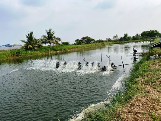 An Giang phát hiện tình trạng nuôi tôm thẻ chân trắng trái phép