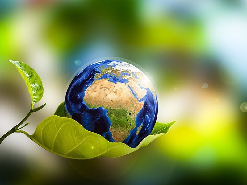 Con người phát triển 'lá nhân tạo' để quang hợp tốt hơn cây xanh